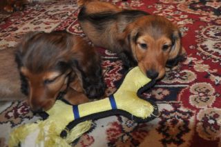 Jamnik d�ugow�osy